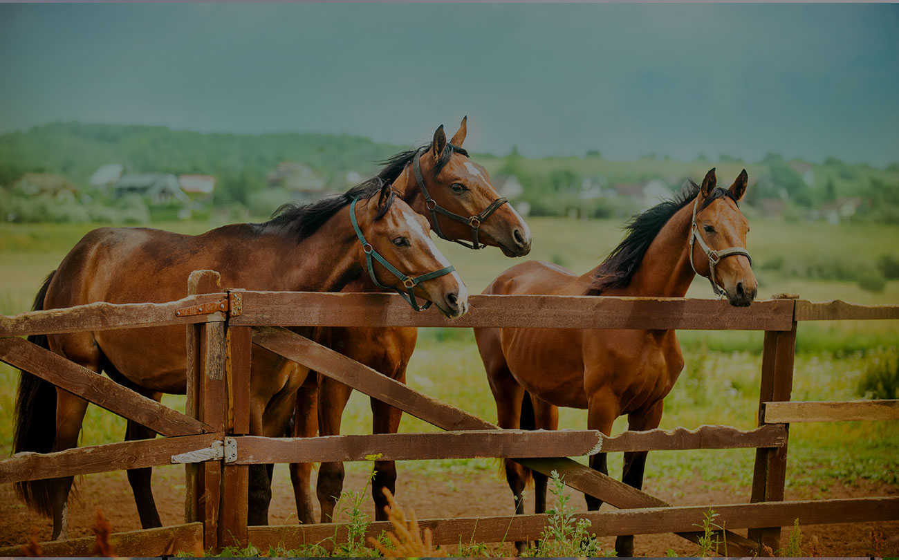 Horse and equestrian properties for sale
